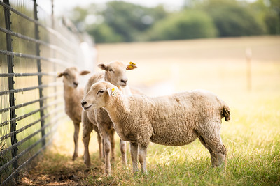 Sheep