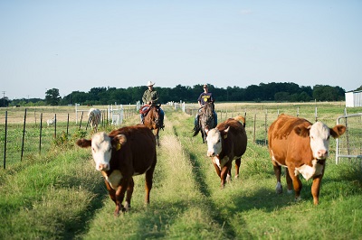 Horse_Run